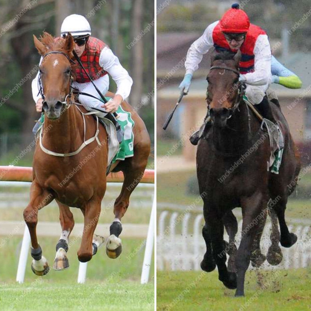 🏇🚨RACING TODAY🚨🏇

Two pronged attack in the <a href="/tabcomau/">TAB</a> $150,000 Country Classic <a href="/rosehillgardens/">Rosehill Gardens</a> ..

🔹#PROOST
🔹#LAPHROAIG 

Good luck to connections!

#shailerracing #racewithus #racing #horseracing #thoroughbredhorse #horse #winners #thoroughbred #raceday #countryclassic