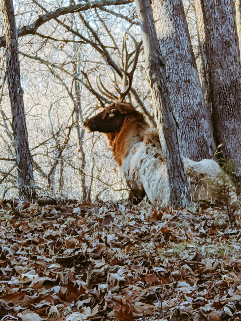 A lone elk...at <a href="/LoneElkPark/">Lone Elk Park</a>!