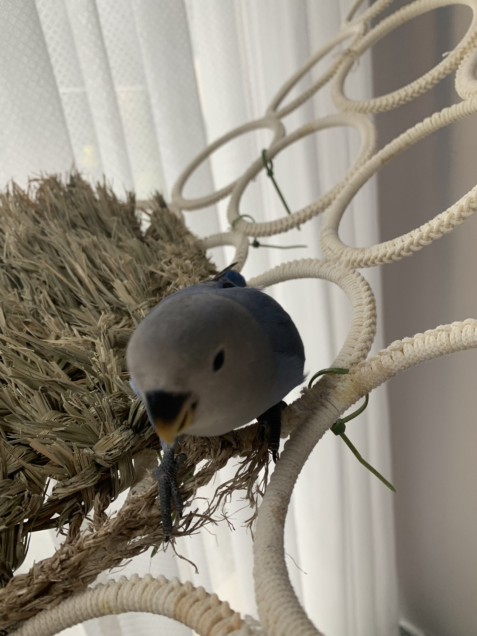 コザクラインコ販売 Twitter Search Twitter