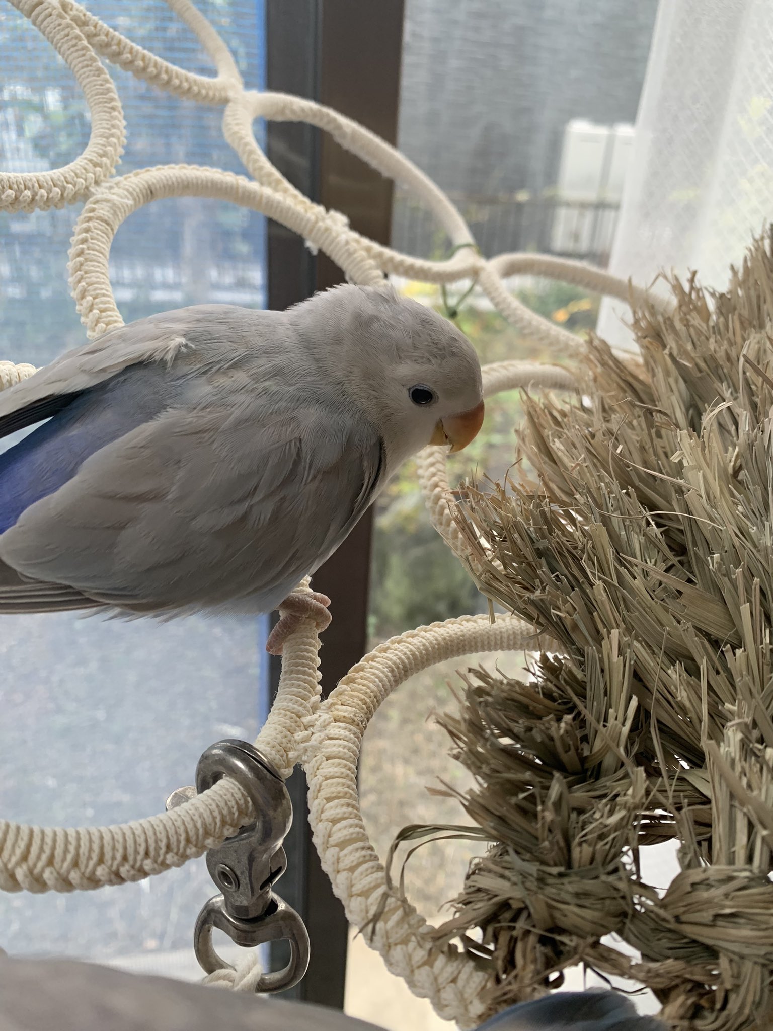 コザクラインコブリーダー Twitter Search Twitter