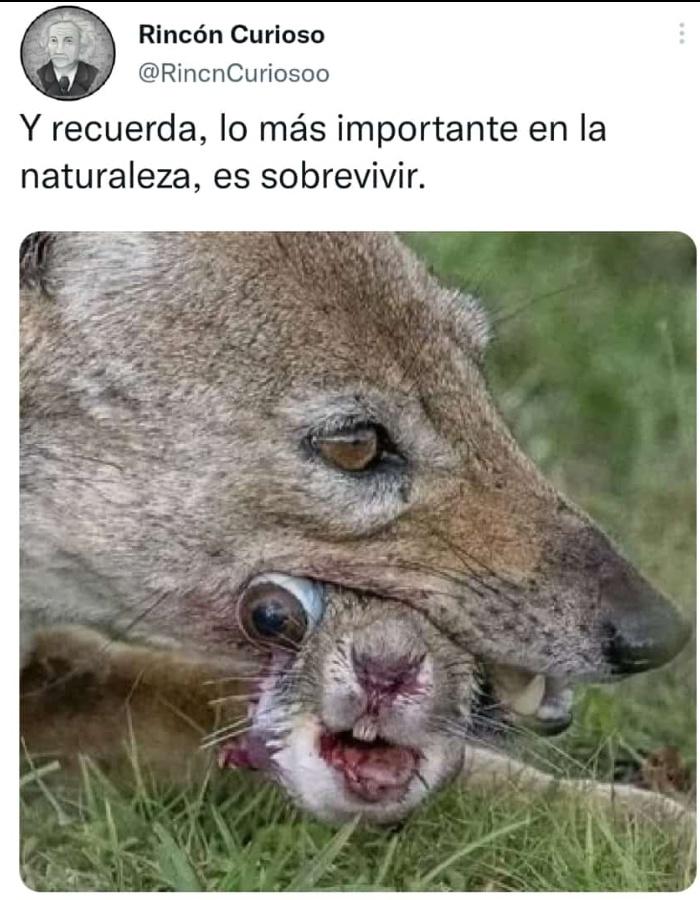 Karooz_Trader's tweet photo. ⚠️Última Noticia:⚠️
#BADBUNNY ha sido #DEVORADO. Dicen que era necesario para que la humanidad sobreviviera.
#EPD. 🙏🏻⚰🪦
Se están investigando los hechos.👮 https://t.co/4k4AFTwUk0