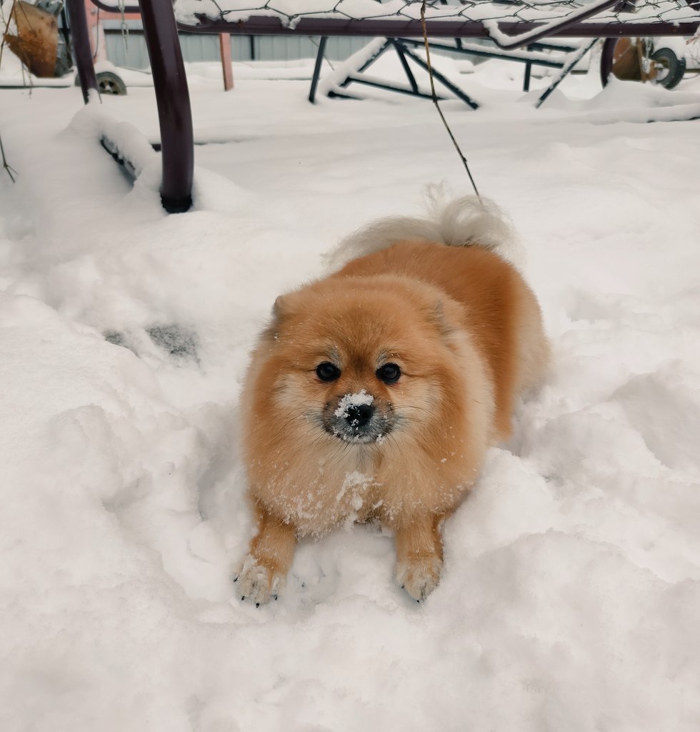 My little red muffin 😍❤️🥐