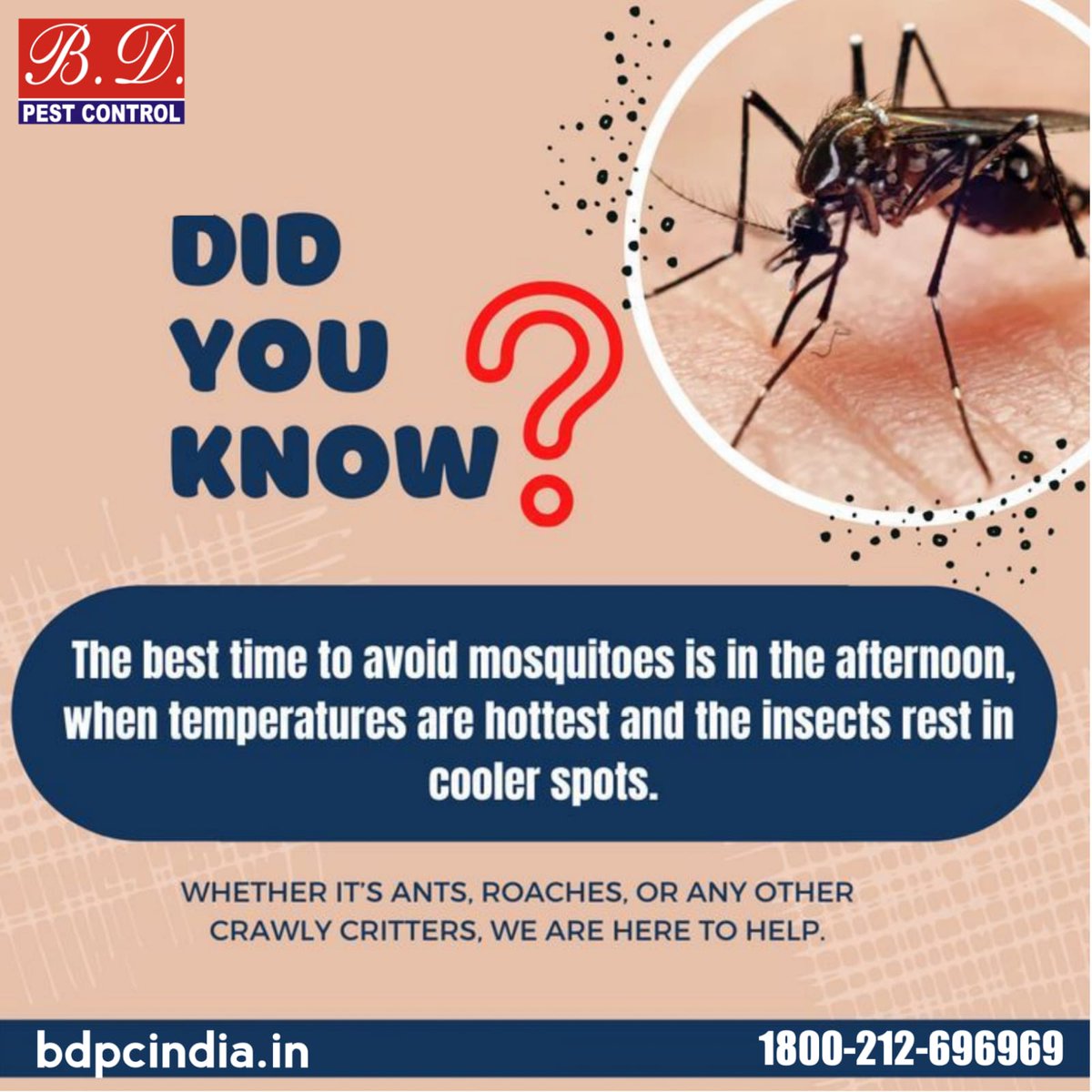 bdpcindia's tweet image. We will stop pests and vermin in their tracks.
#bdpcindia #BDPestControl #bdpci #pestcontrolservicekolkata #bestcintrol