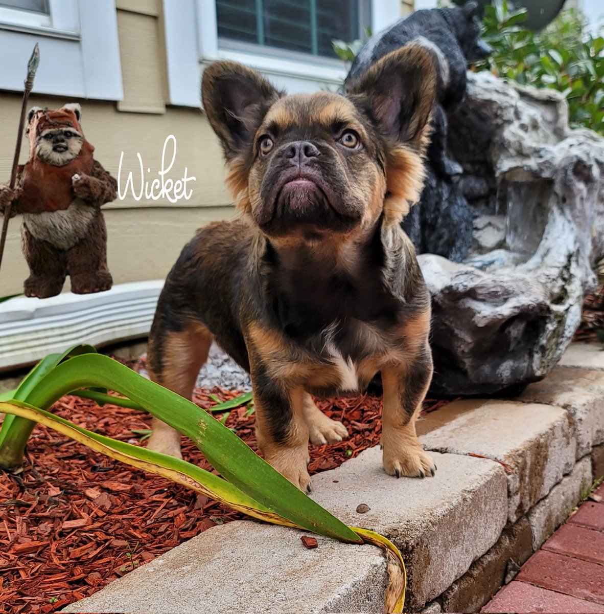 cnell44's tweet photo. There's an Ewok among us. #wicket #ewok #frenchielover #fluffyfrenchie https://t.co/6tQa8GFlgk