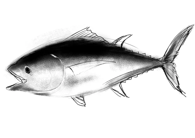 5分でマグロを描く対決を子どもくんとやったら負けた…。(審判は夫)悔しいので見てください…。 