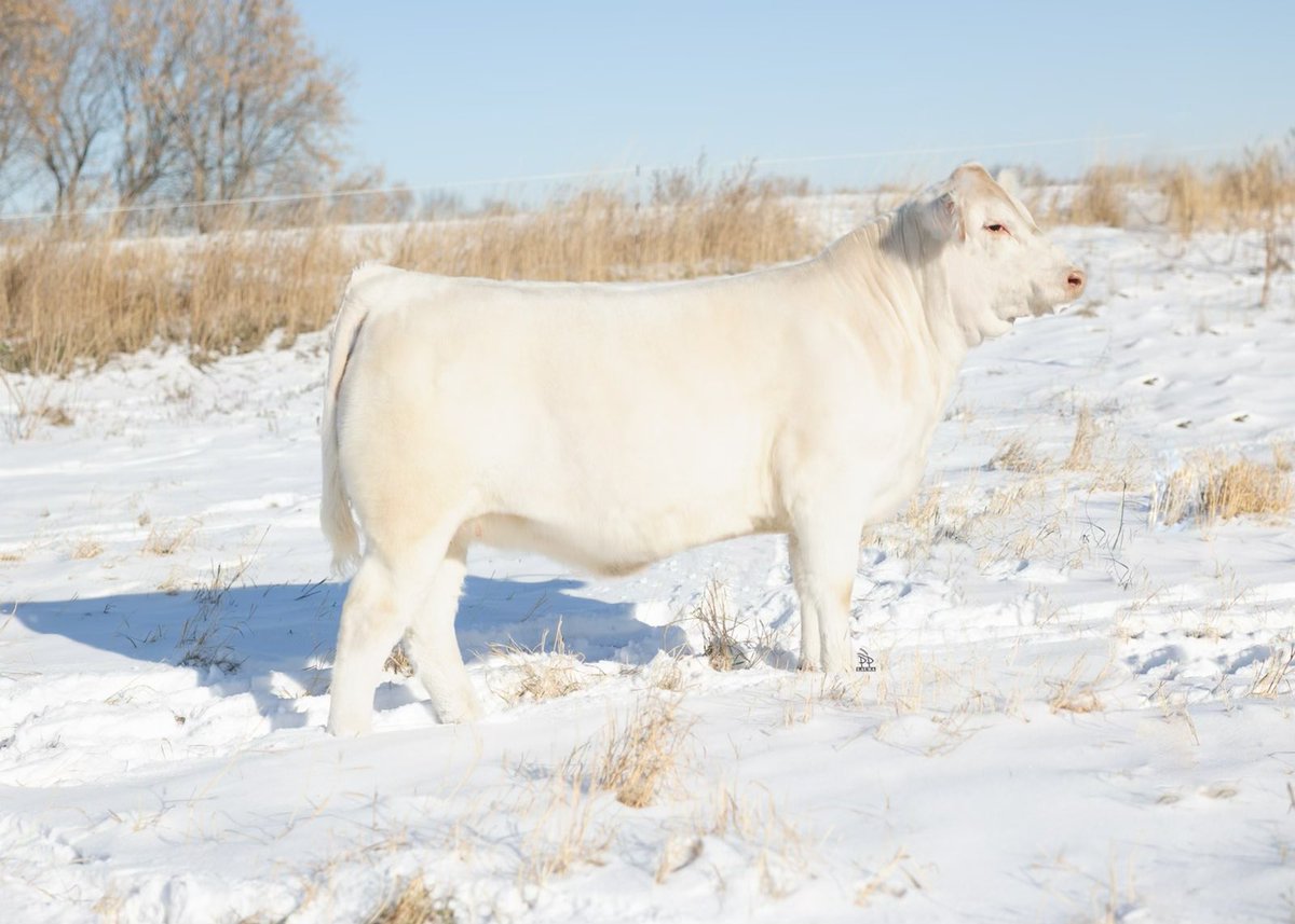 Scott Baron tweet media