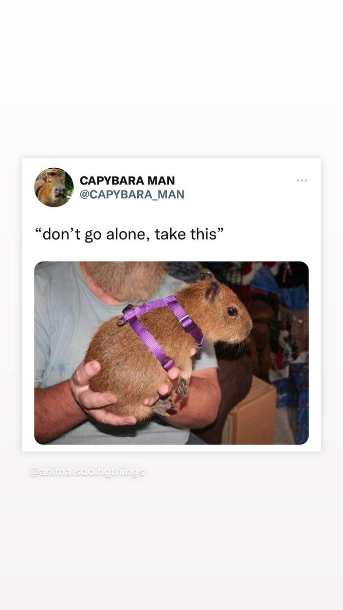 Timpanist's tweet photo. #instatory from .@joshgroban @animalsdoing @CAPYBARA_MAN https://t.co/DXsFc8AQ3Z