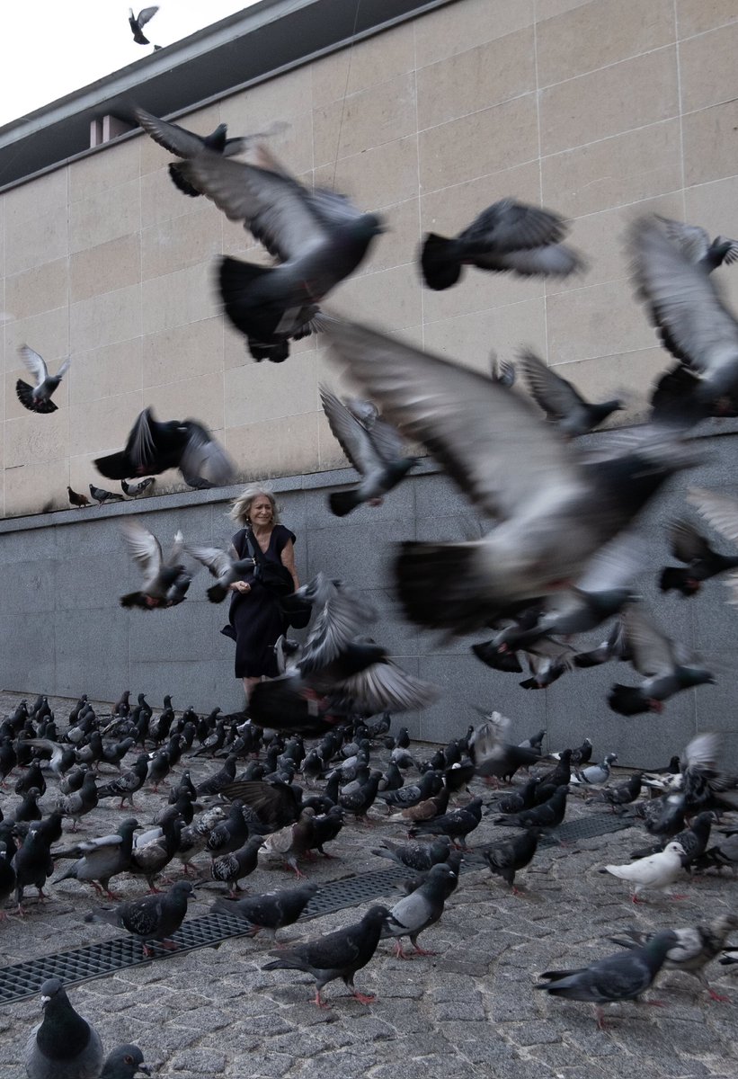 SeanRojj's tweet photo. More than Pigeons https://t.co/Qd1al8LfQG