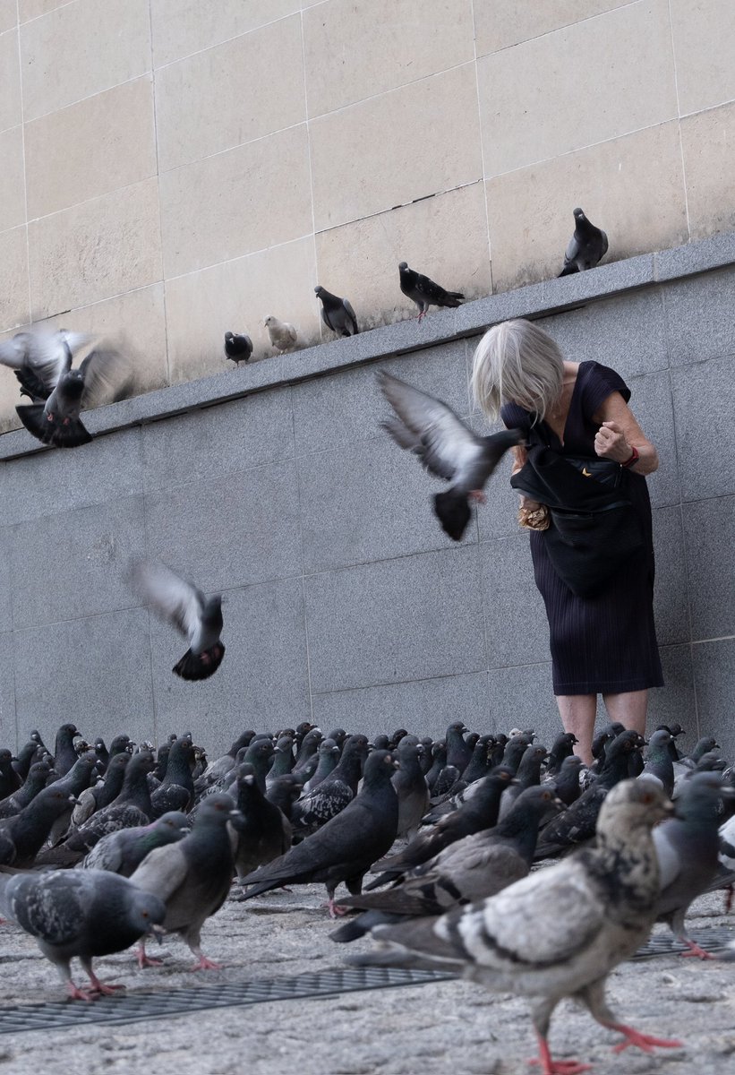 SeanRojj's tweet photo. More than Pigeons https://t.co/Qd1al8LfQG