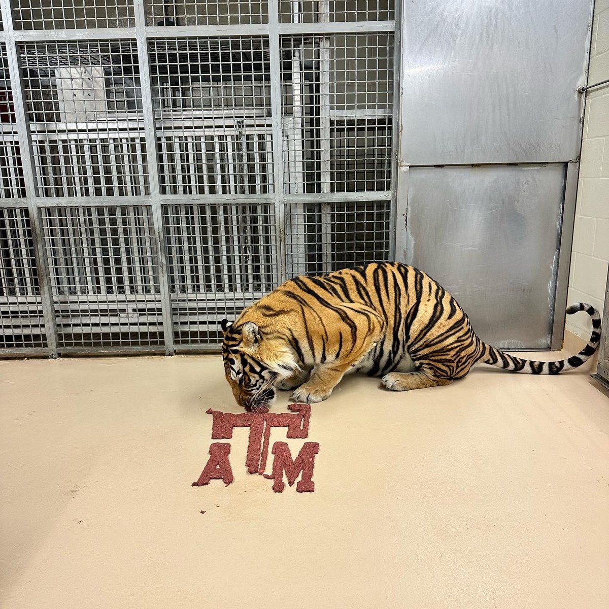 MikeTheTiger's tweet photo. When you hit your second wind after Thanksgiving. Yes, we’re still hungry. Geaux Tigers! @LSUfootball @SEC https://t.co/6h6ViHCCXB
