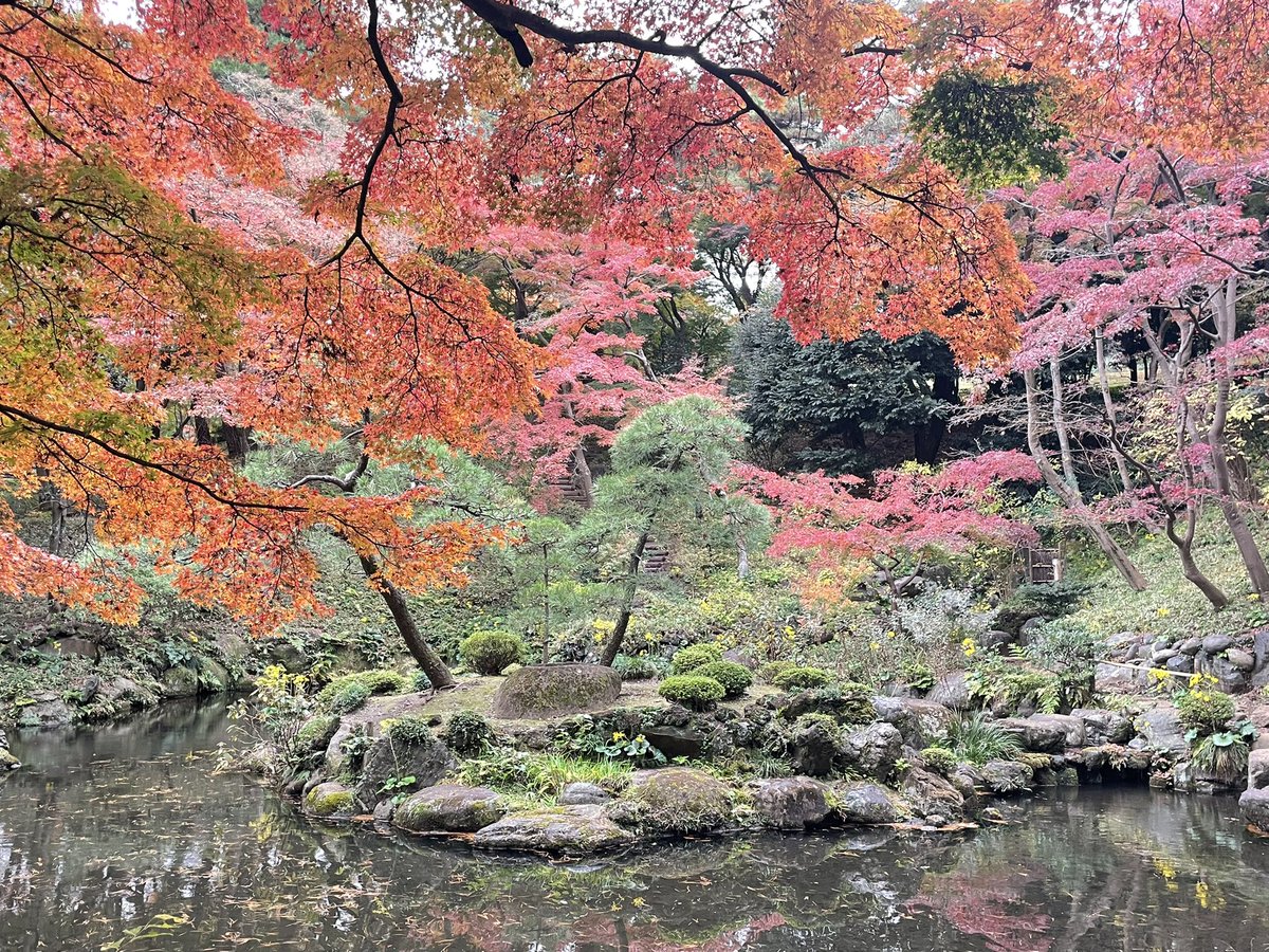amaebi910's tweet photo. 国分寺・殿ヶ谷戸庭園の紅葉が見頃。 https://t.co/D7okYCHa01