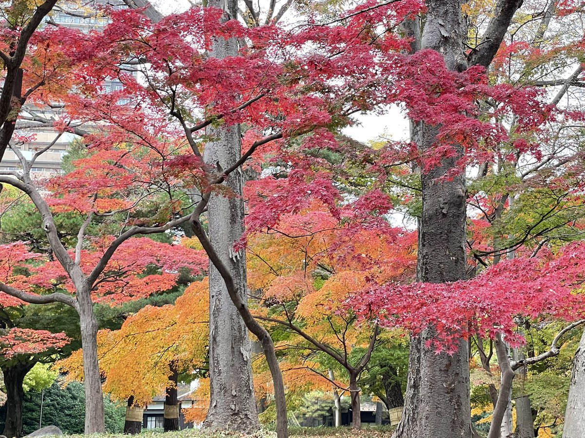 amaebi910's tweet photo. 国分寺・殿ヶ谷戸庭園の紅葉が見頃。 https://t.co/D7okYCHa01