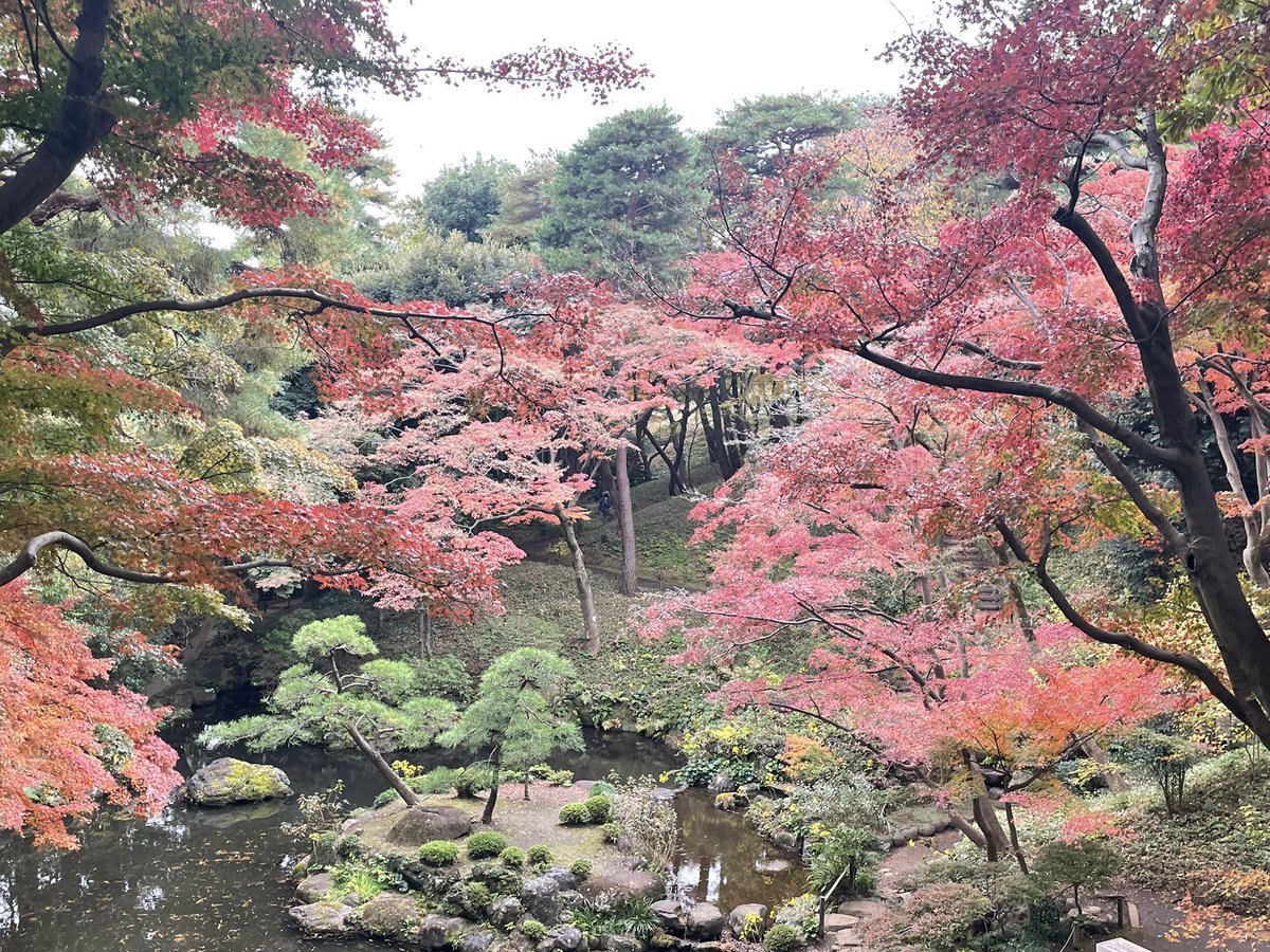 amaebi910's tweet photo. 国分寺・殿ヶ谷戸庭園の紅葉が見頃。 https://t.co/D7okYCHa01