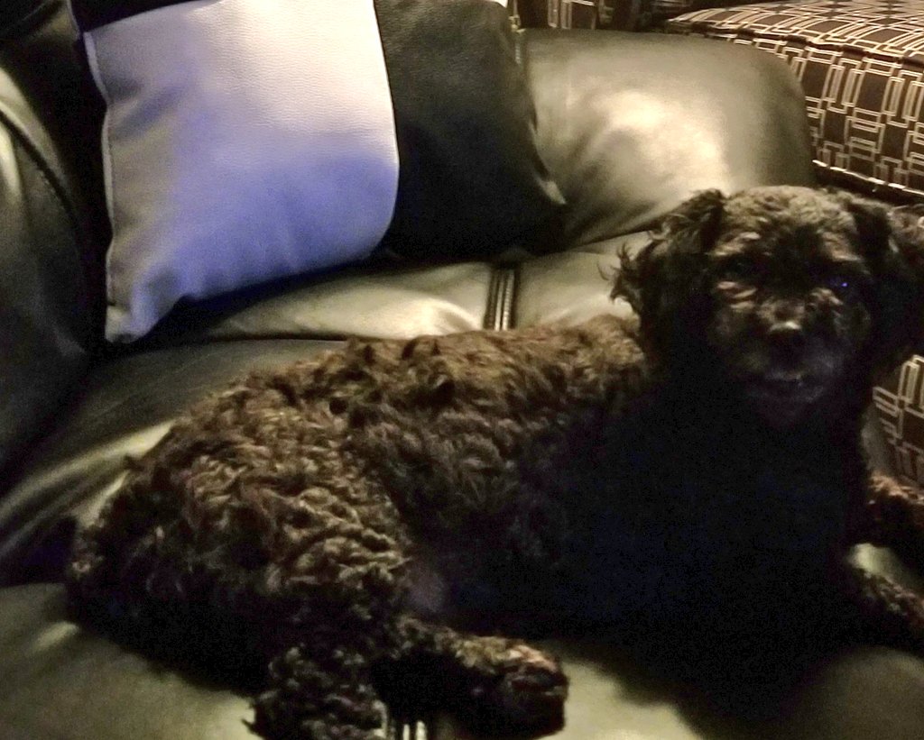 michelleismyna2's tweet photo. The sweetest, smartest, best poodle in the whole World. #BitsyBoo โค๐ฉ https://t.co/RTPdxMj0EO