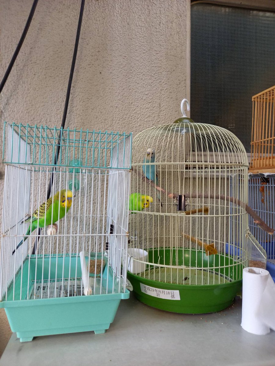 kefu0C8FHzEnWq2's tweet photo. @key_koya インコちゃんは見付かりましたでしょうか？
荒川区の尾久警察署にも沢山インコが保護されています。
もし似ている子が居たら問い合わせてみてください！ https://t.co/SCxJRnjJCO