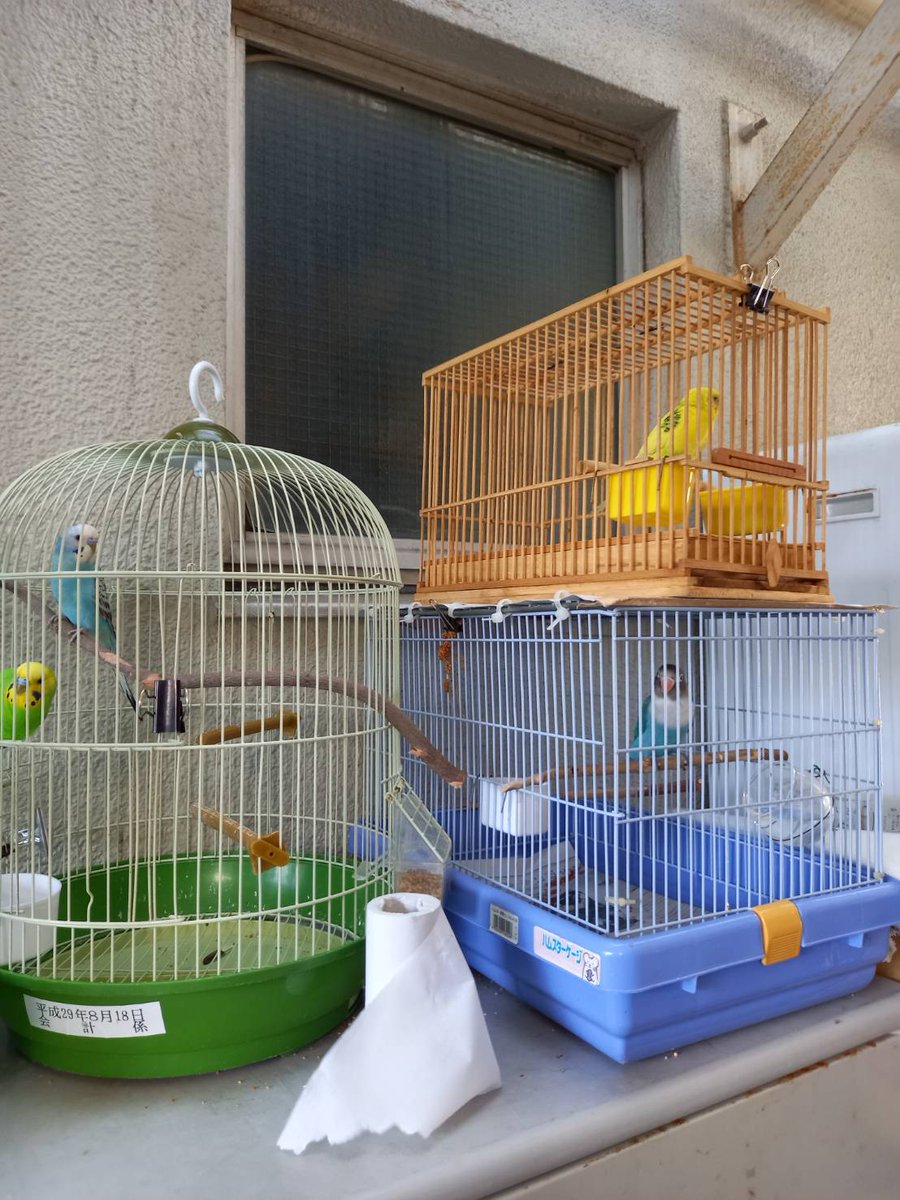 kefu0C8FHzEnWq2's tweet photo. @key_koya インコちゃんは見付かりましたでしょうか？
荒川区の尾久警察署にも沢山インコが保護されています。
もし似ている子が居たら問い合わせてみてください！ https://t.co/SCxJRnjJCO