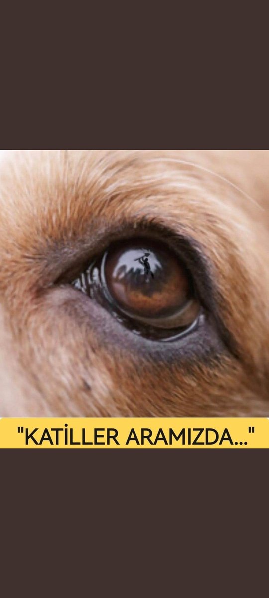 busra_k3's tweet photo. Bunu yapmaya ne hakkınız var! Her şeyi geçiyorum biraz merhamet duygunuz olsun be. Siz ellemediğiniz sürece bu canların kime zararı var ya kime kime?!#SokakHayvanlarıSahipsizDeğil https://t.co/ZHLrd0a3XL