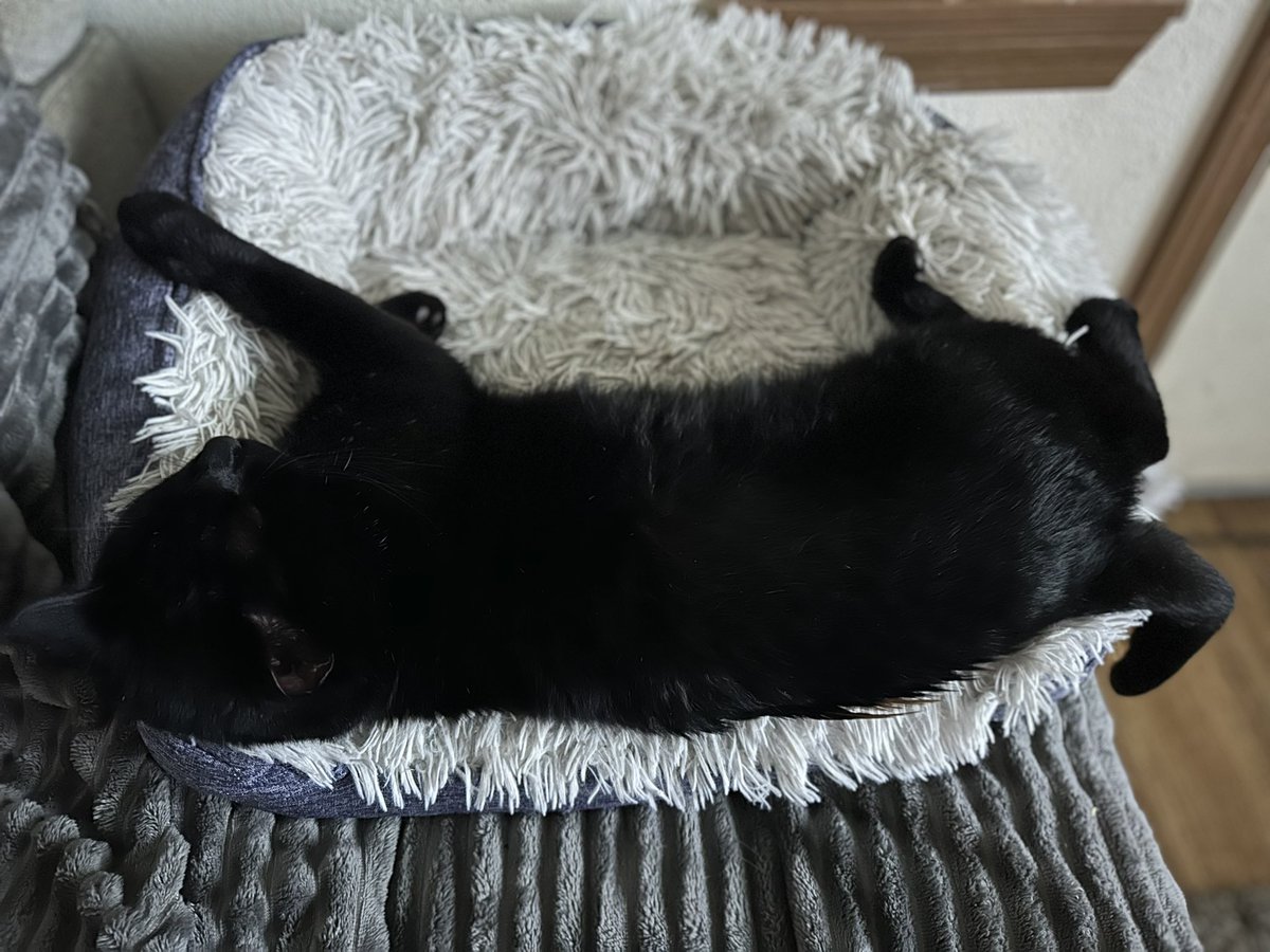 AkaOrangejuice's tweet image. Because I don’t fit inside my bed… but refuse to stop sleeping in it… #bedproblems #bed #catbed #tobig #cat #cats #blackcat #blackcatissues #sleepy #tiredcat #AdoptDontShop #AdoptDontBuy #feralcat