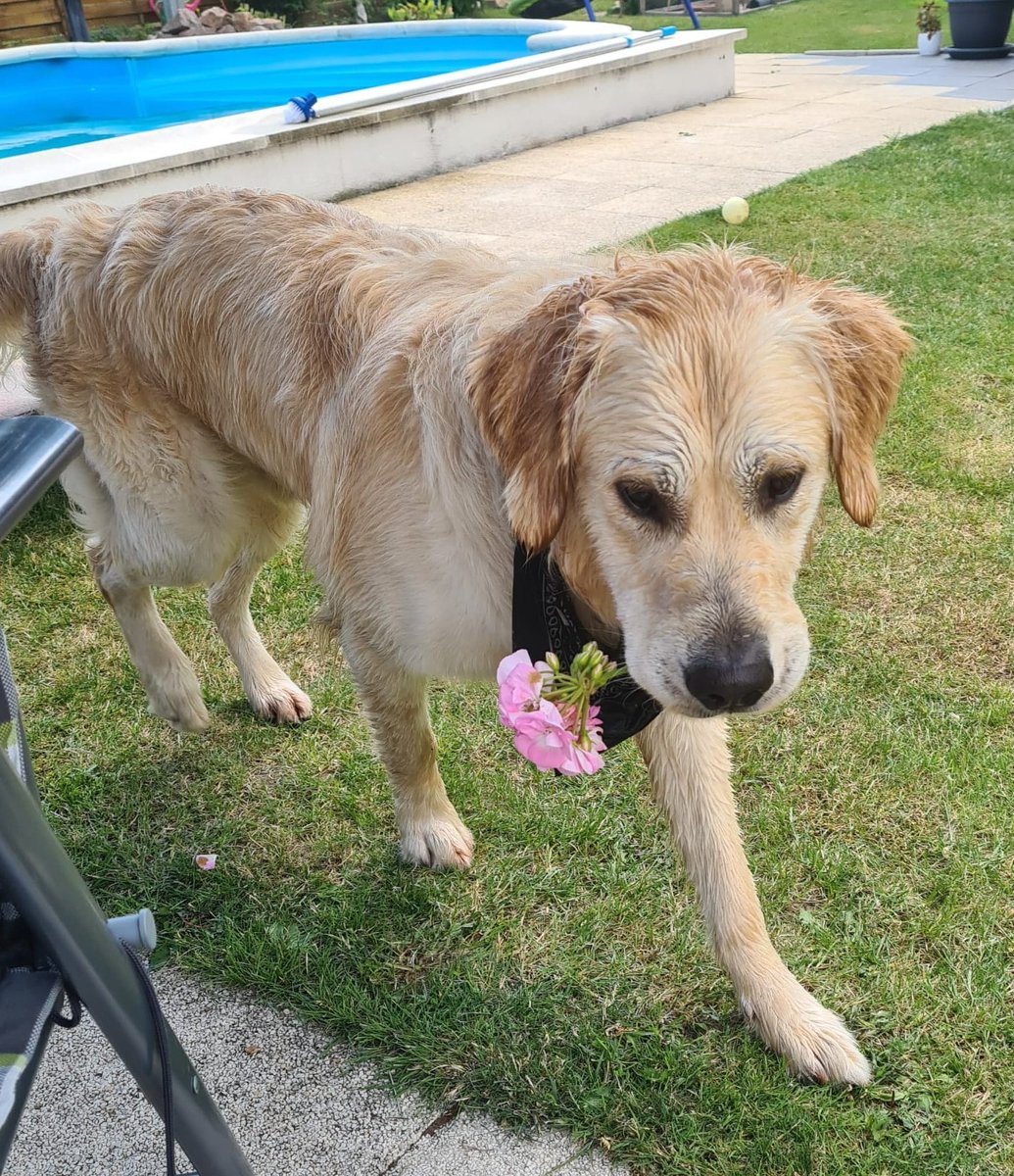 MeleniLoka's tweet photo. @JennyJinya Hope you feel better soon, here are our sweet dog with flowers for you. https://t.co/9WJ85EVMsX