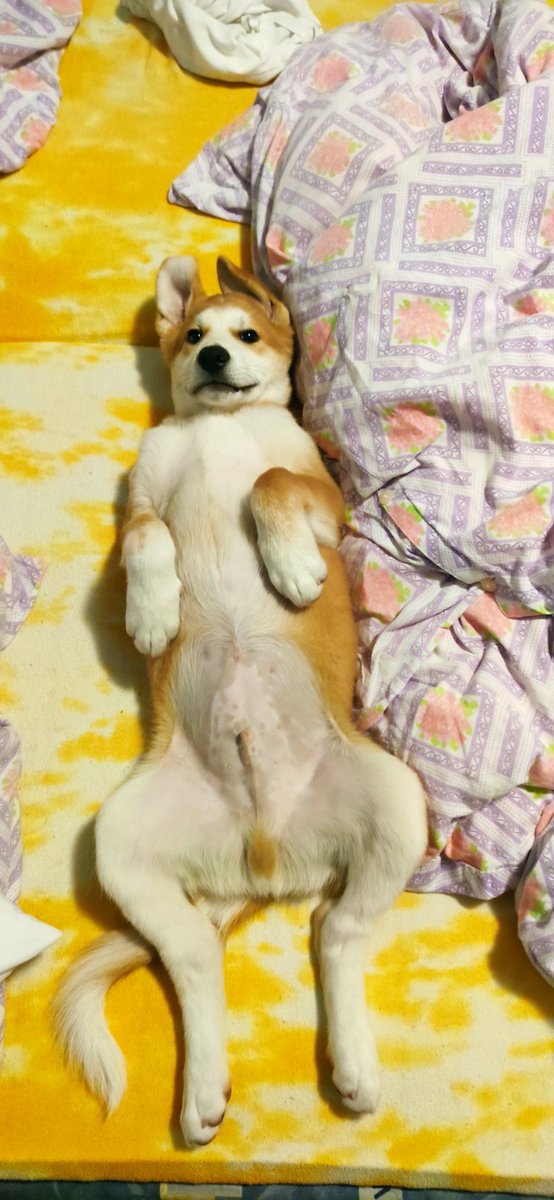 AlgoDollar's tweet photo. $🐕‍🦺💛

#AkitaLab 
#Labrakita https://t.co/d3Vs4Lo4dH