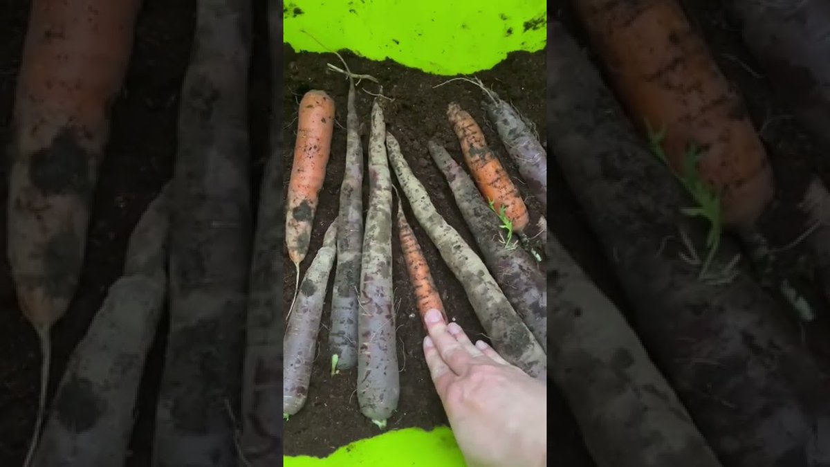 AllForGardening's tweet image. How to store fall carrots #vegetablestorage ##GardenTips #harvest
 
#GardenerTips #GardeningTips
 
allforgardening.com/320339/how-to-…