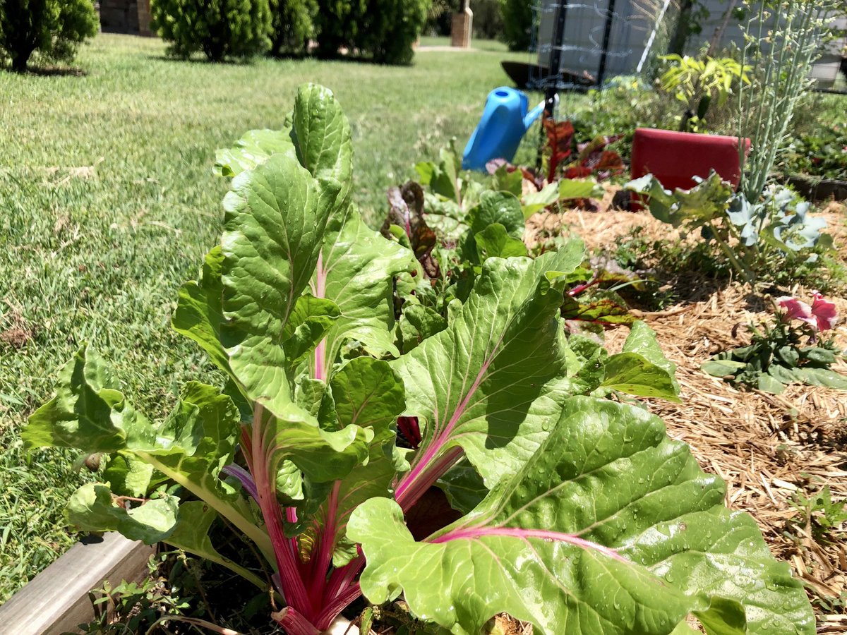 FeathersMcGee's tweet photo. Silverbeet ๐ #vegepatch https://t.co/c3RptH1mIw