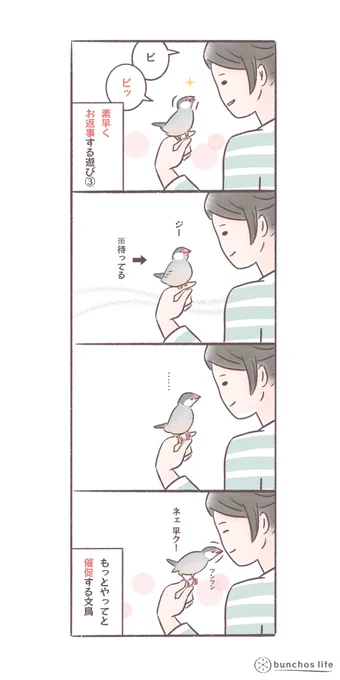 素早くお返事する遊び③
#文鳥 
#bunchoslife 
#4コマ漫画 