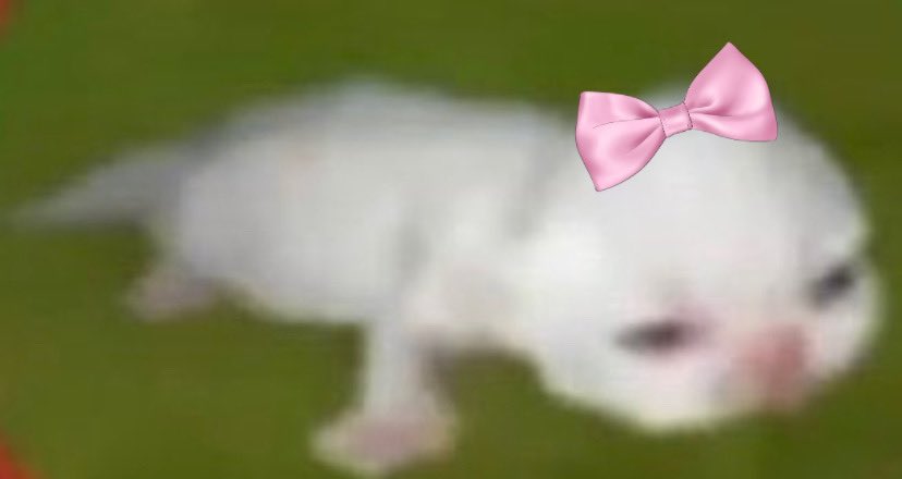 SlMONRILEY's tweet image. 