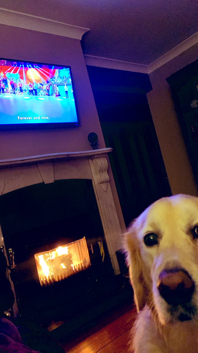 When your dog couldn’t care if the Late Late Toy Show is on and decides to have a staring contest 😳😳😅#retrievers #LateLateToyShow