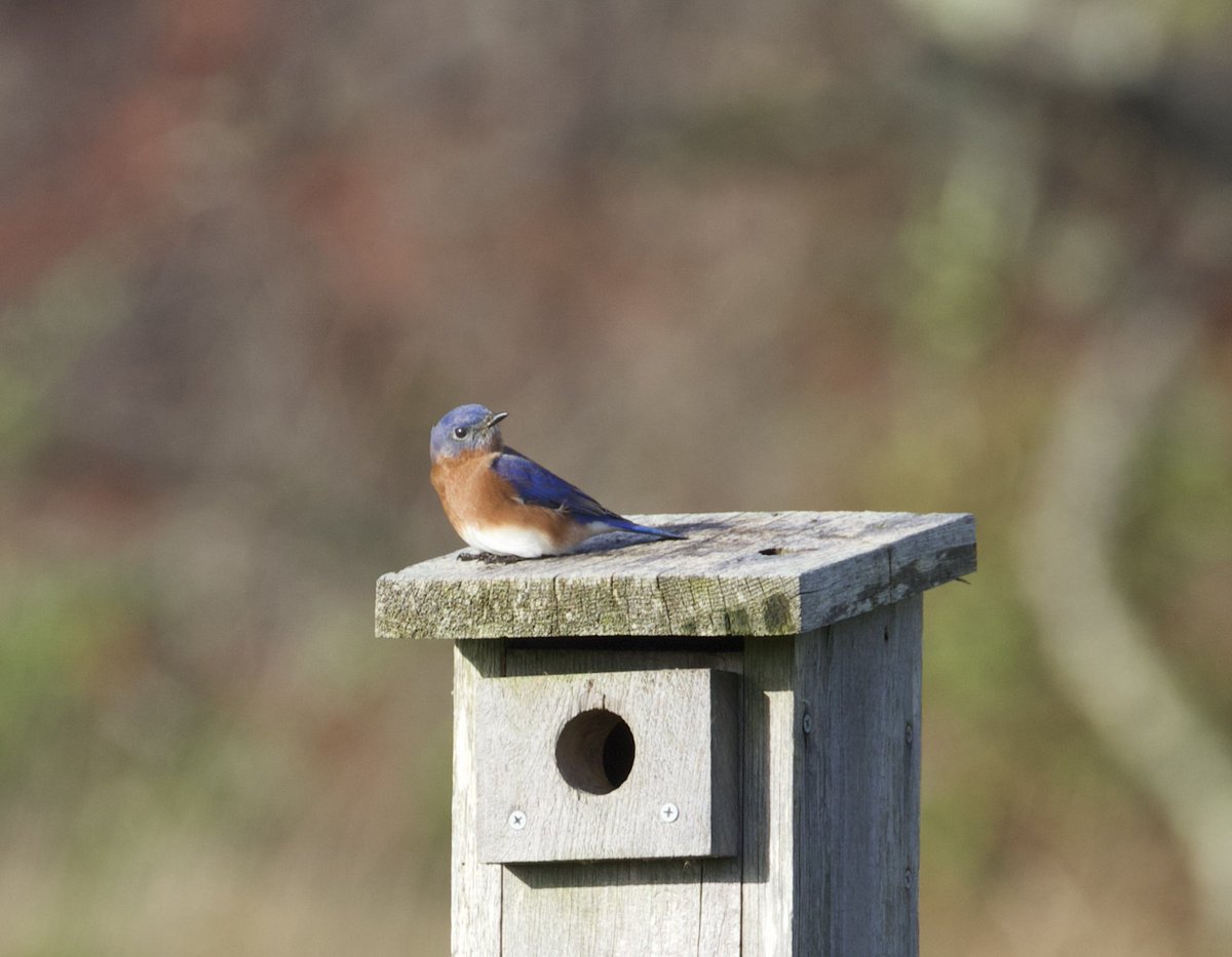 kyle_odonnell_'s tweet photo. An eastern bluebird at Daniel Webster WS
#photography #nature #naturephotography #wildlifephotography
#birds #birdtwitter #birdsofma https://t.co/b11ny3iRU0