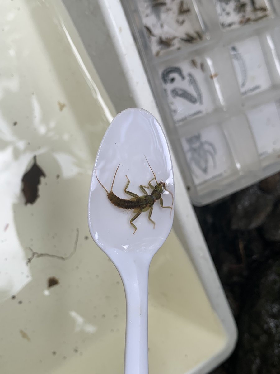 ManawatuRiver's tweet photo. The unsettled weather did not deter Longburn School from holding their camp at Sixtus Lodge last week. Horizons' enviro-educator helped them explore the water quality at Cone Creek, a great spot to find macroinvertebrates such as these large stonefly larvae🙂 https://t.co/6yzQIA6L7u