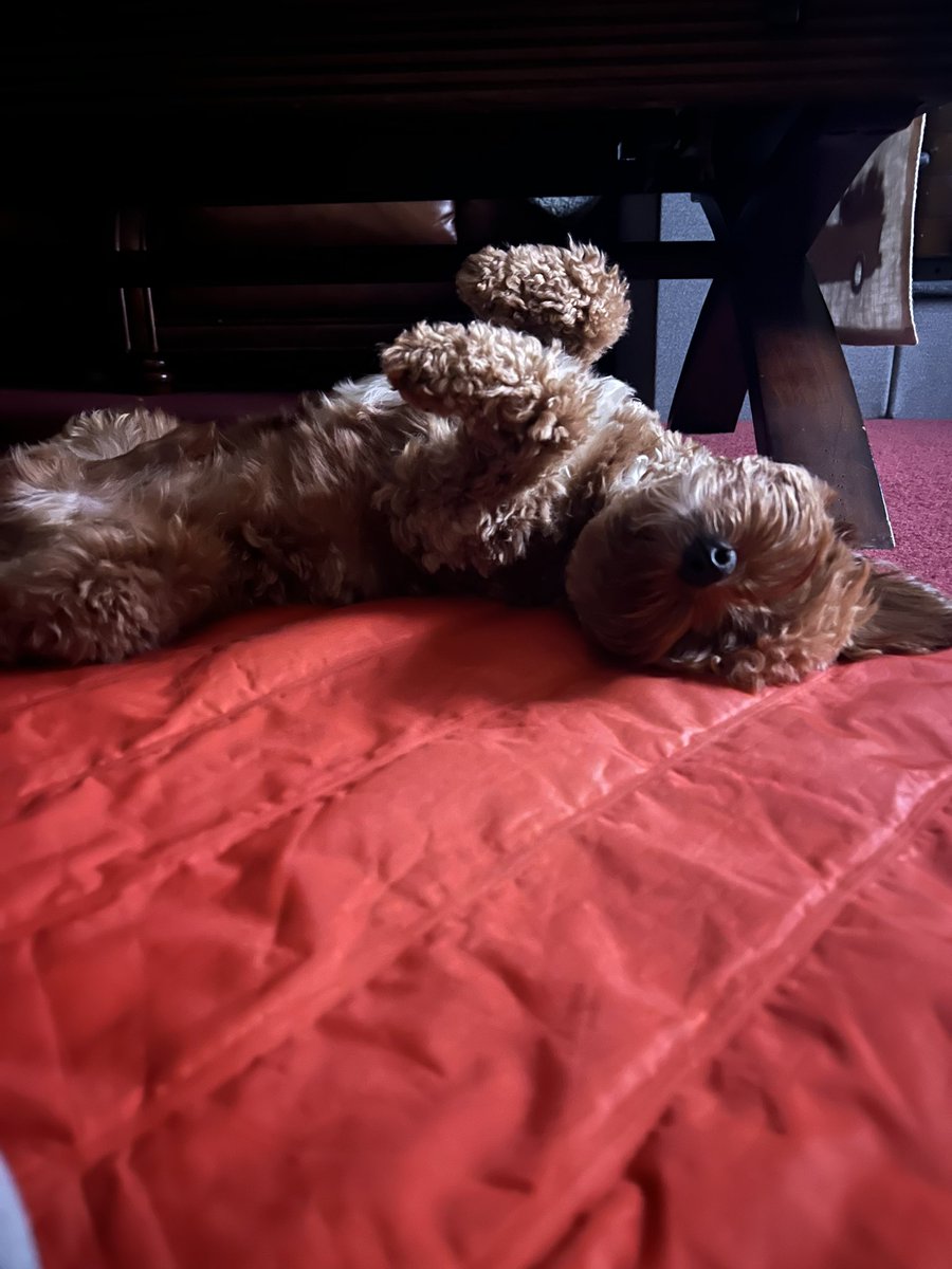 Kat30x3's tweet photo. @barkbox 😴😴 https://t.co/f3u2qCZu2A