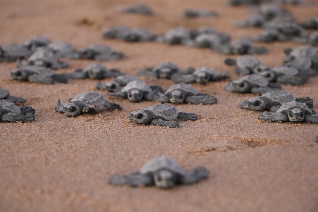 DIFMazatlan's tweet photo. Más de un centenar de crías de tortugas golfina fueron liberadas en un acto de amor a la vida, por parte de Acuario Mazatlán, DIF Mazatlán y alumnos de la Primaria  “Vasco de Quiroga”, en playas de la avenida Del Mar. https://t.co/5TcIcMXU0Z