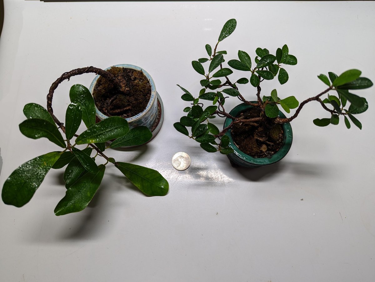 6 month leaf reduction
reddit.com/z4pjen