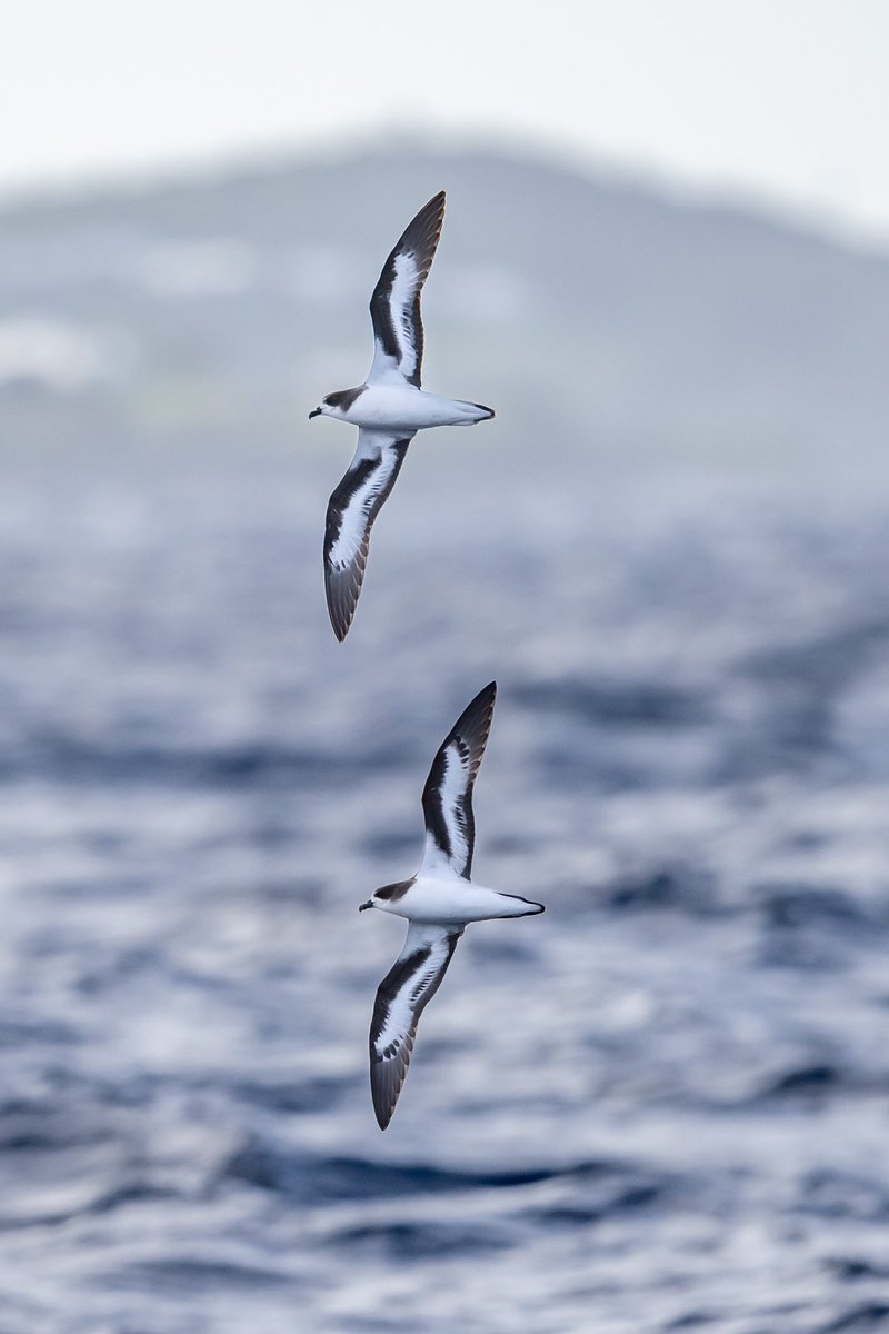 This duo of Bermuda Petrels criss-crossed the wash of the boat for a minute or so. Exceptional photo by Kirk Zufelt