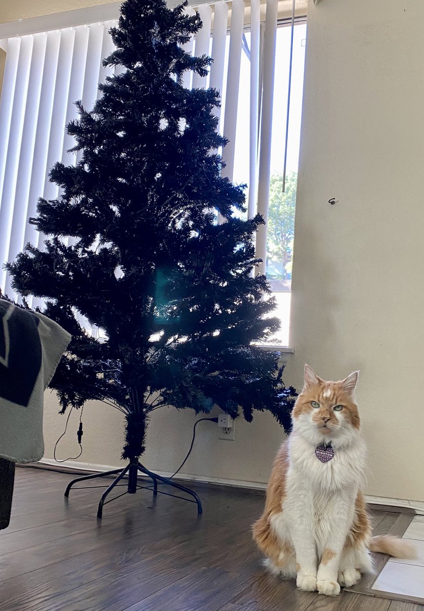 Mom put up the new tree today. I’m keeping watch. Like a good boy. 
#ChristmasTree #cute #Caturday #holiday #CatsOfTwitter 🎄🐾