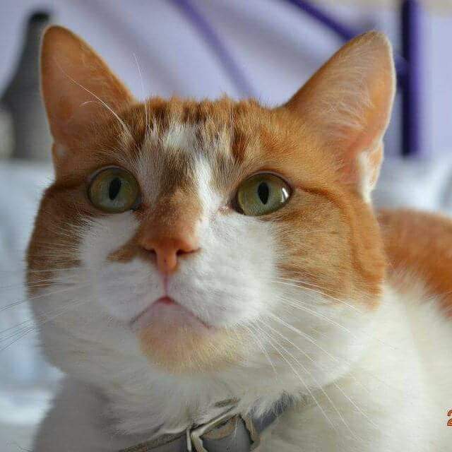 Julie McPhee tweet media