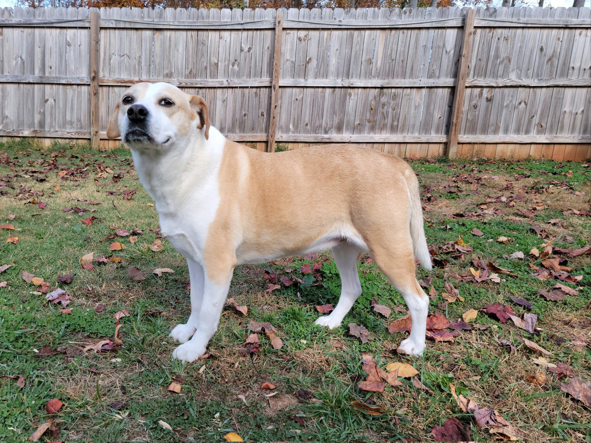 HumaneAlamance's tweet photo. @weatherchannel Rescued pup, Lady, would love to know if she and her fur friends in Burlington, NC, will have the opportunity to enjoy the yard some more tomorrow!  #humanealamance #burlingtonnc #AdoptDontShop https://t.co/DE2lJO1V03