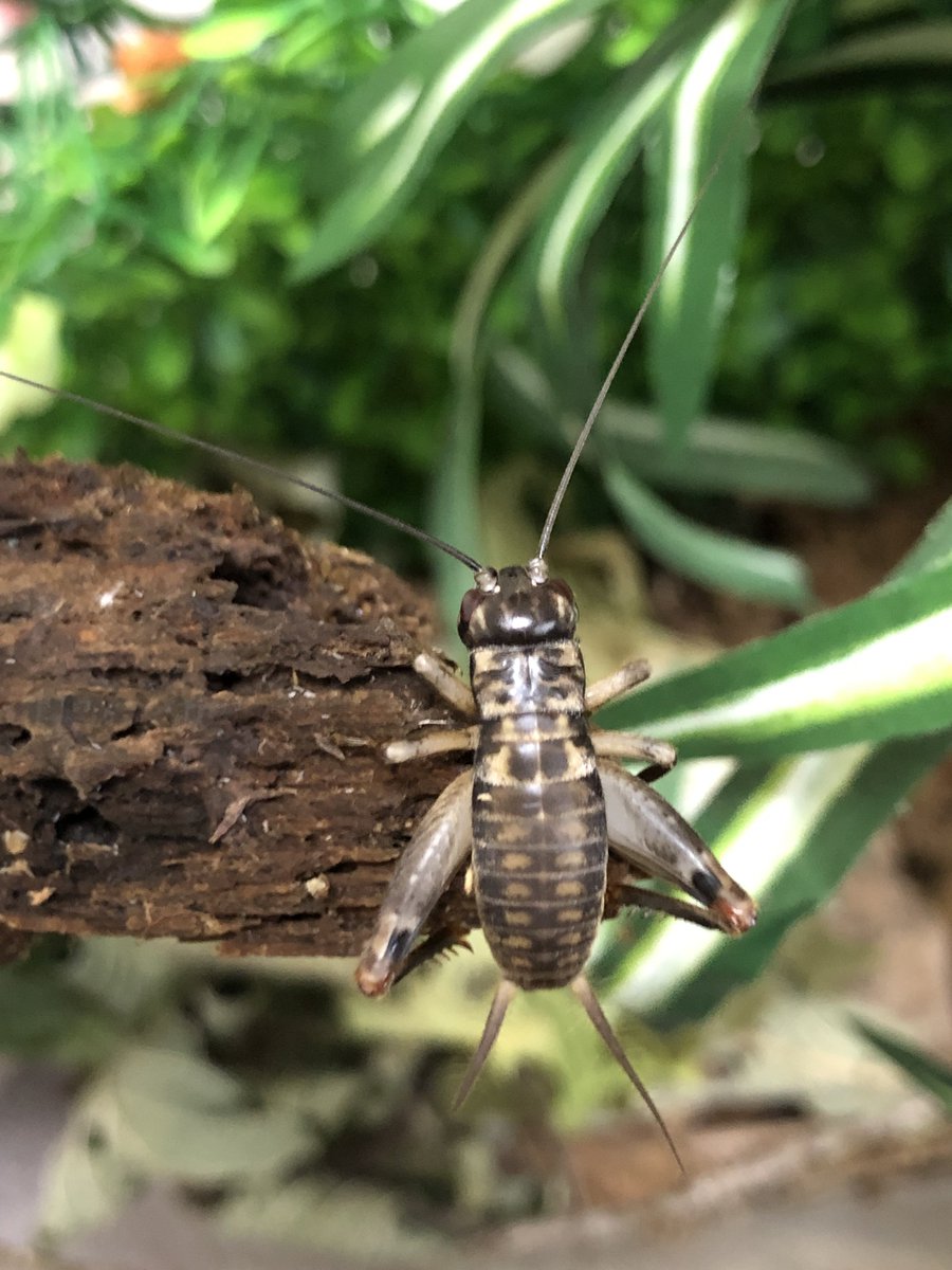 Tweets With Replies By Ked Leaf Greenwings Twitter