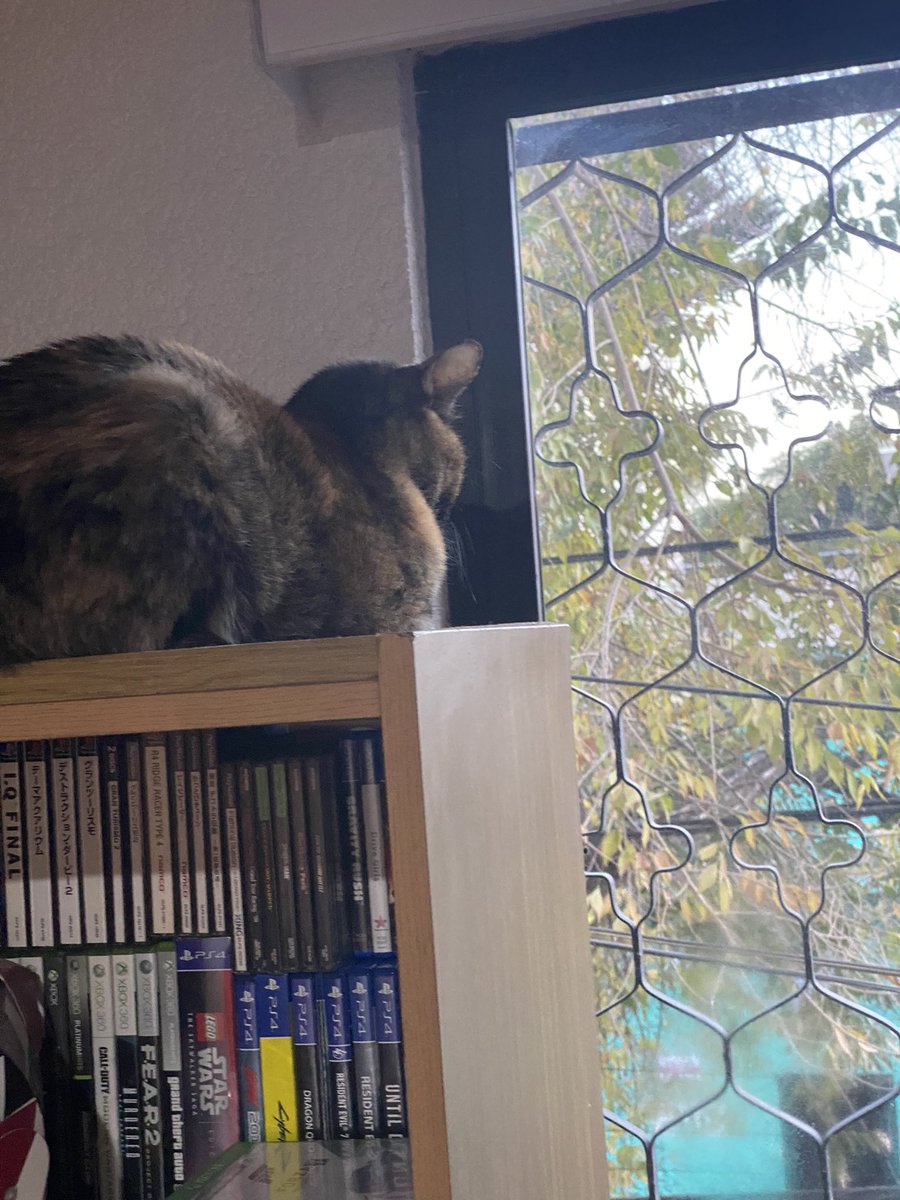 Happy #Friday frens! I got a good look at the birds today! #hedgewatch #CatsOfTwitter #tortieclub #tortie #Cat
