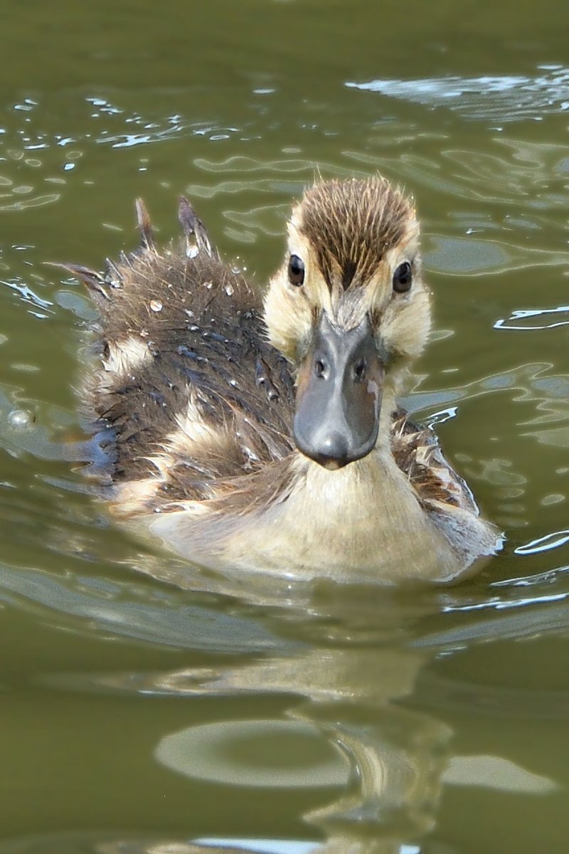 Mallard chick #birdwatching #birds #birding #photography #birdphotography #nature