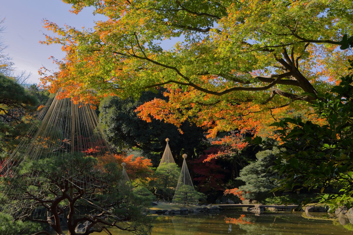 MZ_80K2's tweet photo. @MZ_80K2 2022/11/25 ☀旧古河庭園　雪吊りと紅葉 https://t.co/CtFrrSSqPL