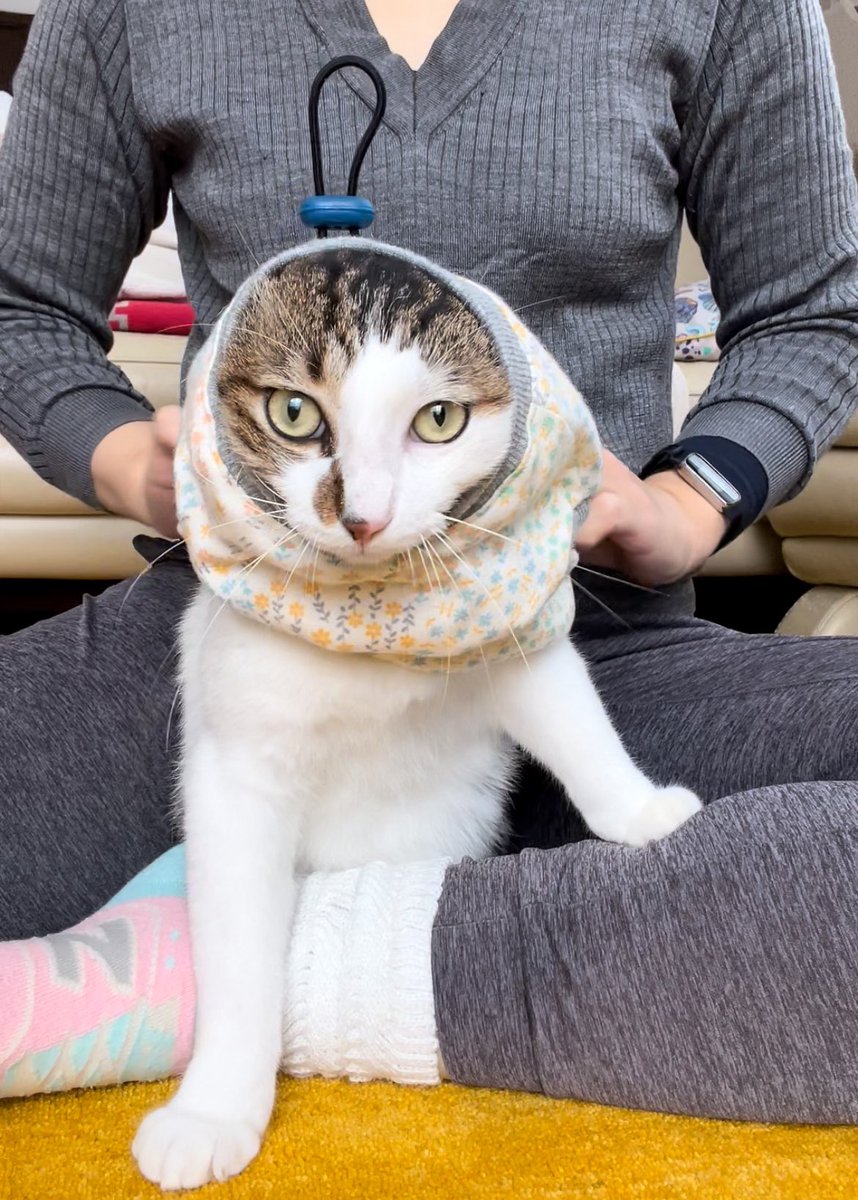 inunekoseikatsu's tweet image. どようびでごじゃる！ｷﾘｯ