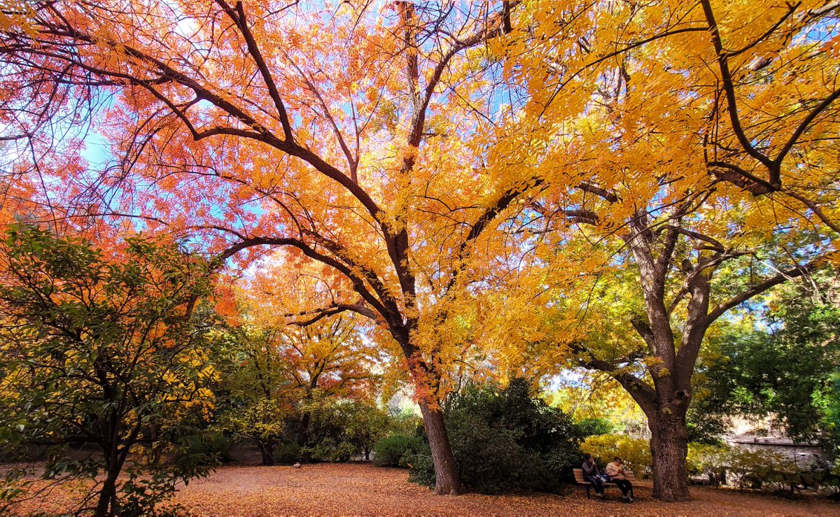 SantizoGroup's tweet photo. Happy Friday, Arizona! 😍

Thanks to Lin Chao for sharing Boyce Thompson Arboretum's gorgeous fall foliage.

(ABC15 Arizona )

#blackfriday #arizona #azlife #azhomes #santizorealtygroup #haguepartners https://t.co/G9R4jNeiZA