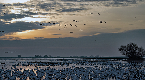 New artwork for sale! - "Snow Geese Bedding Down" - pixels.com/featured/snow-… <a href="/shoppixels/">Pixels</a>