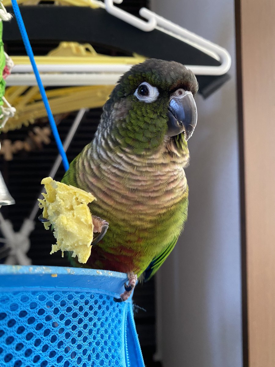 ren_ray_dark's tweet photo. どうも芋鳥です

サツマイモの美味しい季節ですね。
#ウロコインコ
#サツマイモ
#インコ https://t.co/MADL0cOzI3