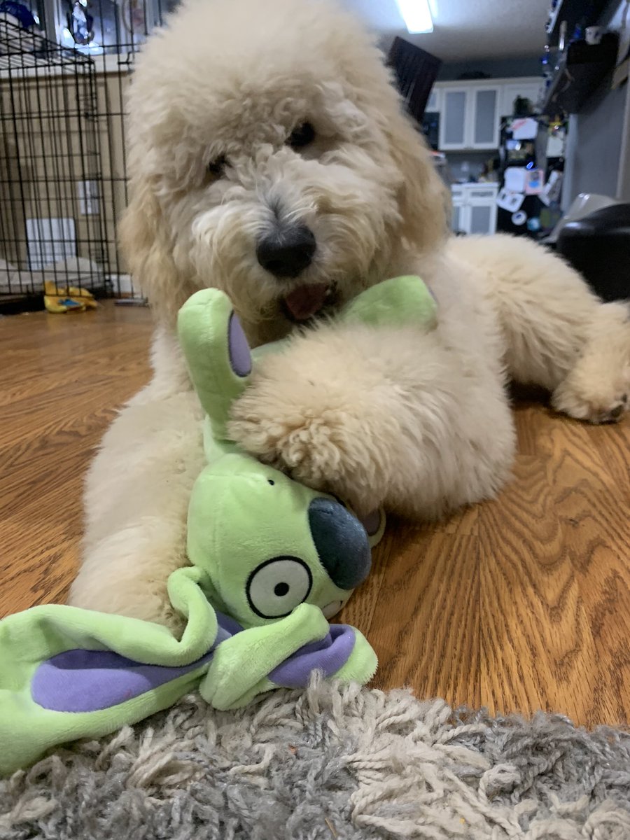 leco22's tweet photo. Should have named her Trixie @MoWillems @The_Pigeon #HowweHerman #knufflebunny https://t.co/6QgFoTjGXi