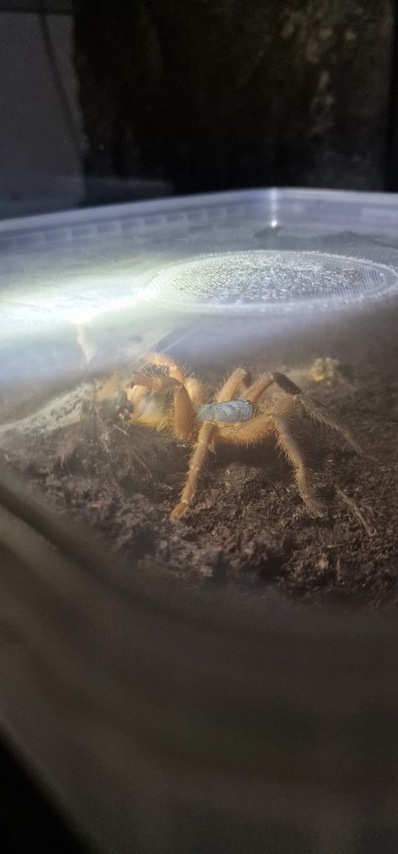 Arachneed_'s tweet photo. 0.1 #Ornithoctoninae sp. Hon-sej (verpaart) https://t.co/YGeIlYHQdg