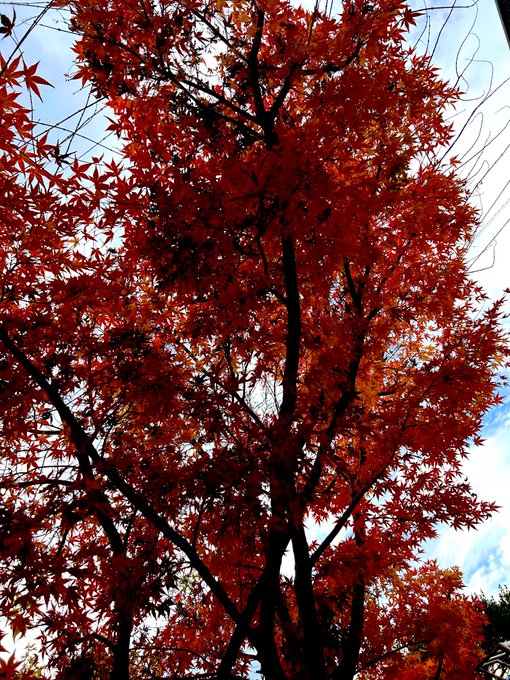 実家の紅葉も紅葉してた🍁 