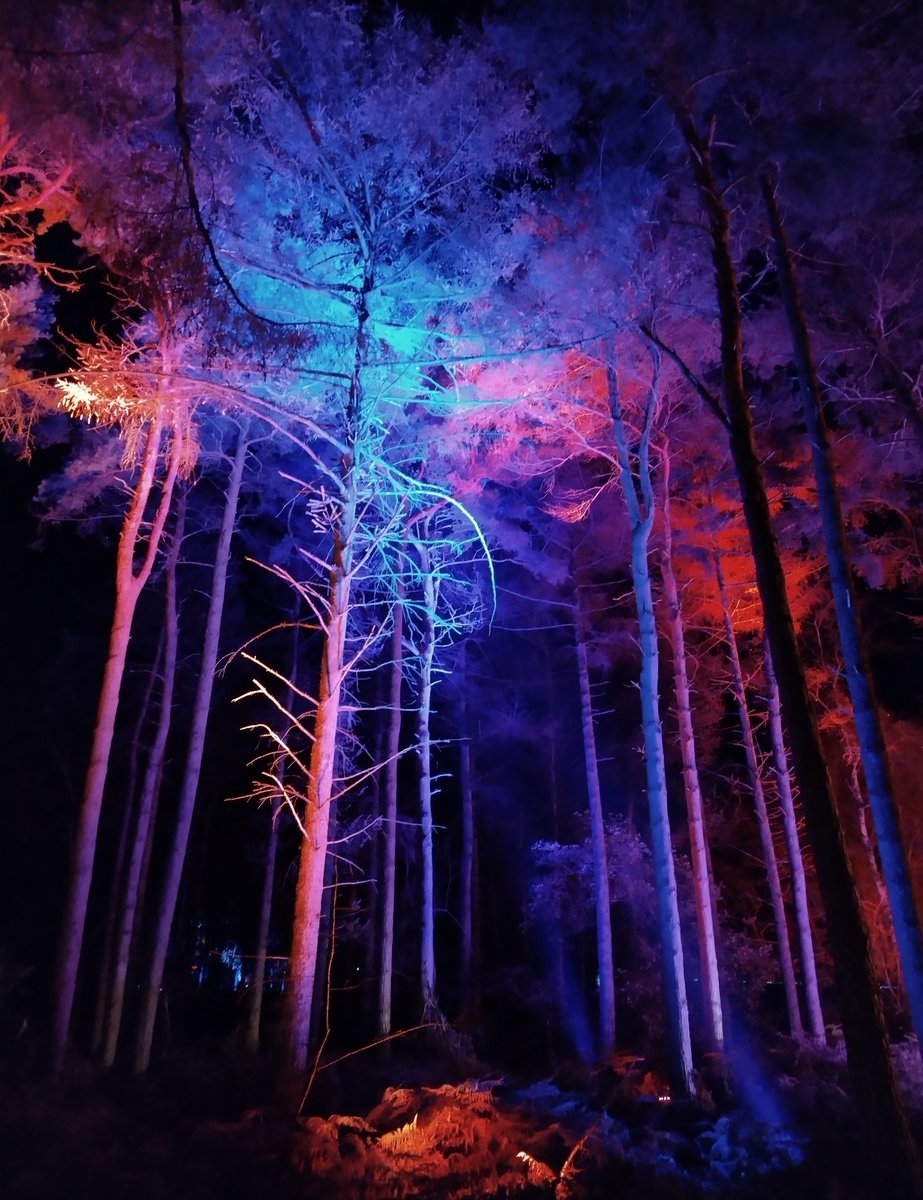 MarkBeerFC's tweet image. Had a fantastic visit last night to the Christmas lights at Delamere Forest